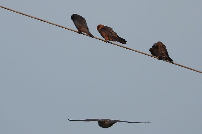 kobczyk  - Łukasz Krawczyk