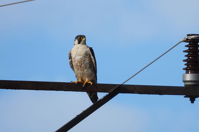 Peregrine Falcon  - Łukasz Krawczyk