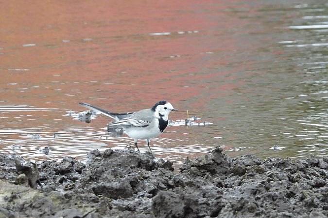 White Wagtail  - Łukasz Krawczyk