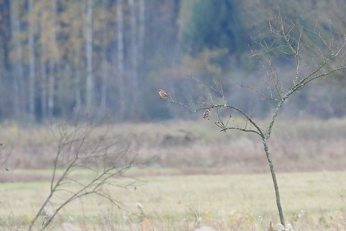 Schwarzkehlchen  - Łukasz Krawczyk