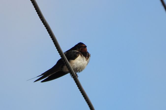 dymówka  - Łukasz Krawczyk