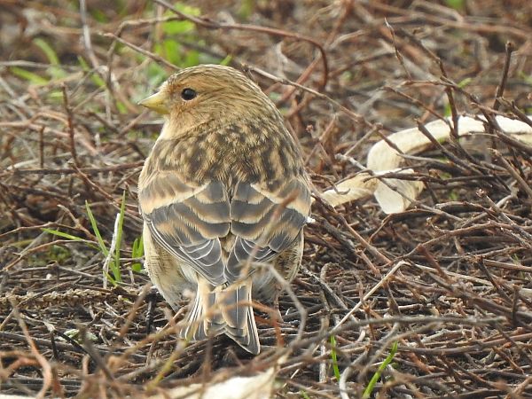 Berghänfling  - Andrzej Lipiński