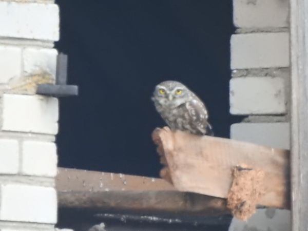 pójdźka  - Andrzej Lipiński