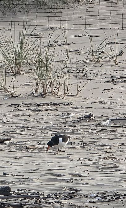 Eurasian Oystercatcher 