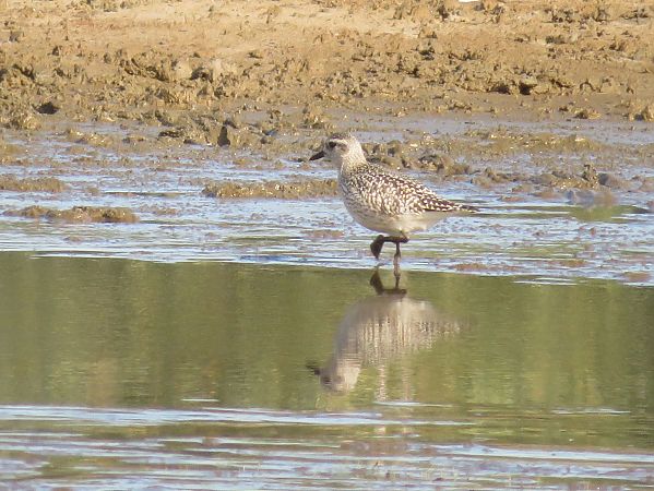 siewnica  - Maria Madej