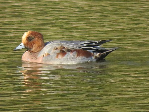 Pfeifente  - Maria Madej