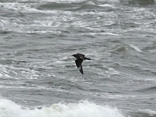 wydrzyk ostrosterny  - Mateusz Gutowski