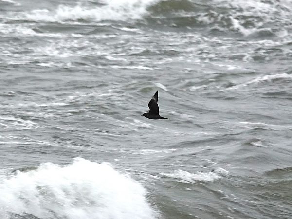 wydrzyk ostrosterny  - Mateusz Gutowski