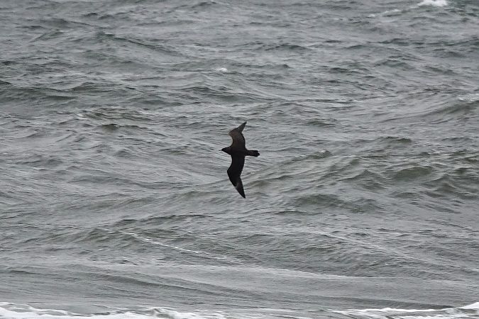 Labbe parasite  - Mateusz Gutowski