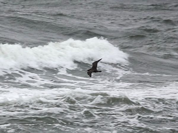 Labbe parasite  - Mateusz Gutowski