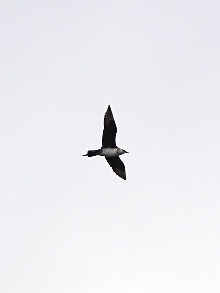 Labbe parasite  - Mateusz Gutowski