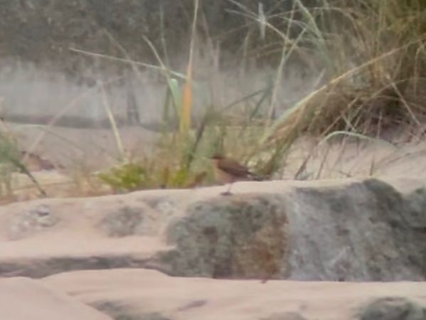 białorzytka  - Mateusz Gutowski