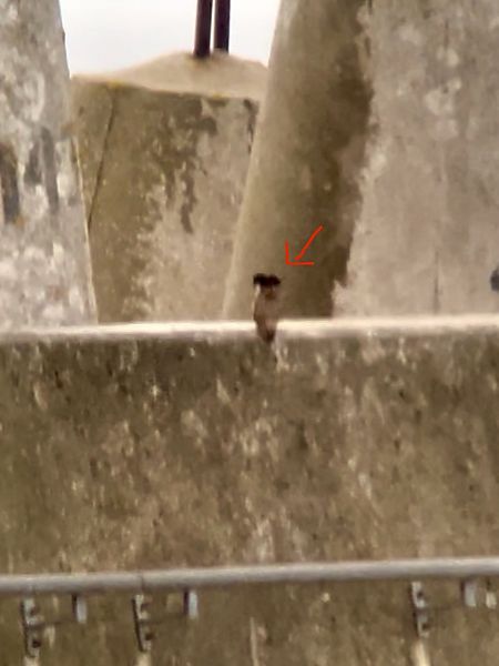 białorzytka  - Mateusz Gutowski