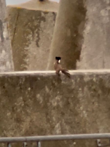 białorzytka  - Mateusz Gutowski