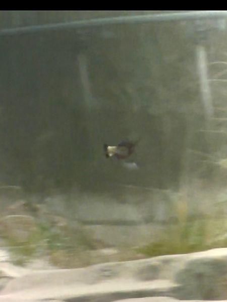 białorzytka  - Mateusz Gutowski