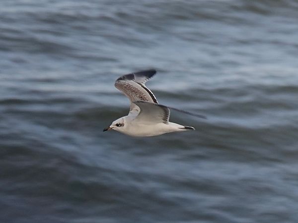 mewa czarnogłowa  - Mateusz Gutowski