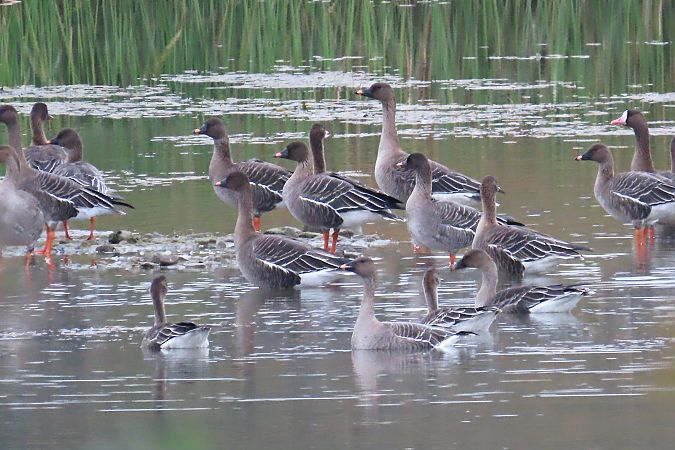 gęś tundrowa  - Zenon Niziołek