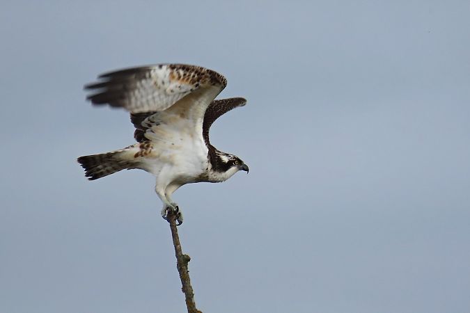 rybołów  - Zenon Niziołek