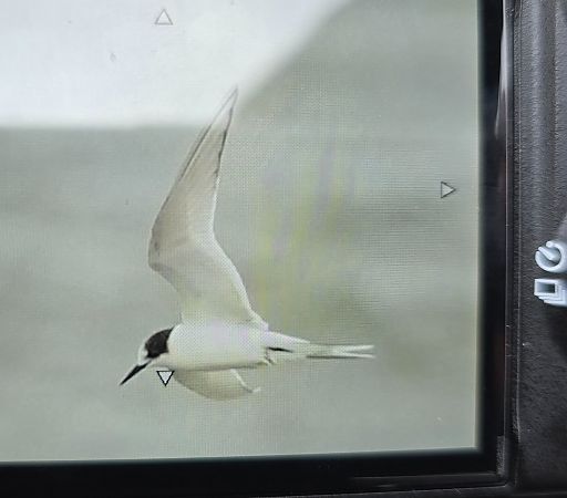 rybitwa popielata  - Michał Wnuk