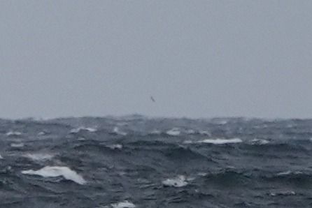 burzyk szary  - Michał Wnuk