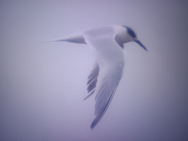 Brandseeschwalbe  - Piotr Janowicz