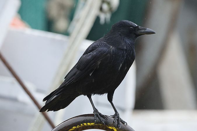 Carrion Crow  - Piotr Janowicz