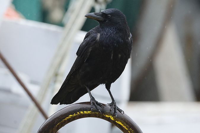 Corneille noire  - Piotr Janowicz