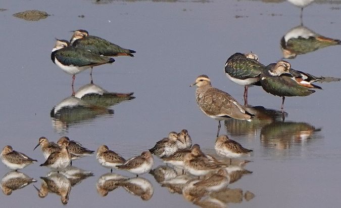 Sociable Lapwing 