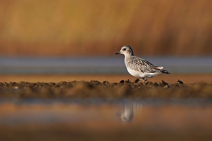 Grey Plover 