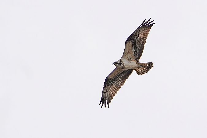 Osprey 
