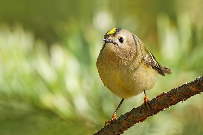 Goldcrest 