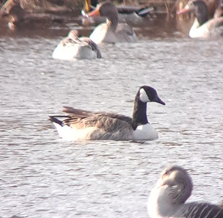 Canada Goose  - Bartosz Ziała