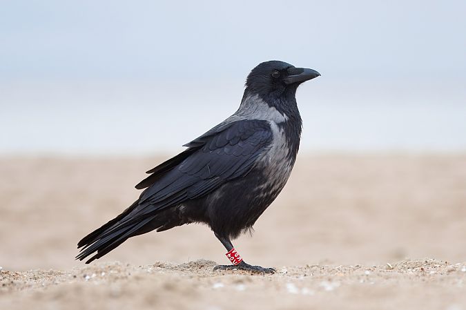 Hybrid Carrion x Hooded Crow  - Adam Raciborski