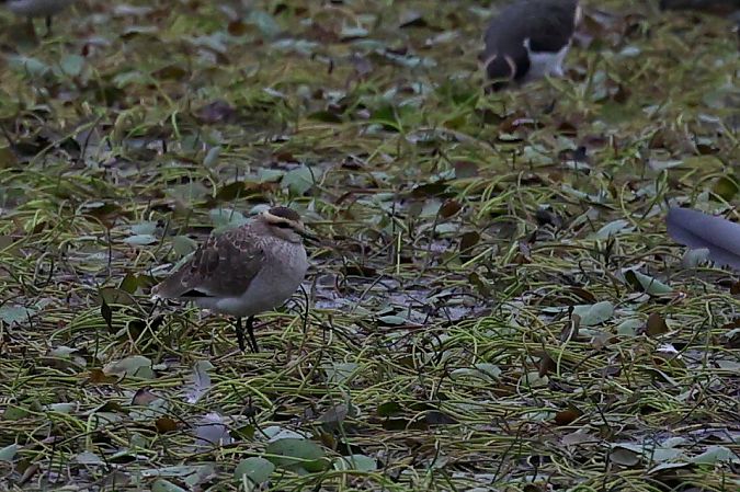 Sociable Lapwing  - Dorota Bezwińska-Sikora
