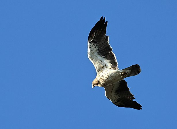 Zwergadler  - Dorota Bezwińska-Sikora