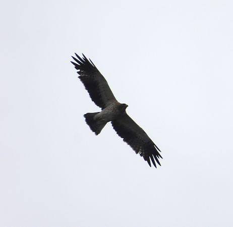 Zwergadler  - Wojciech Łapiński