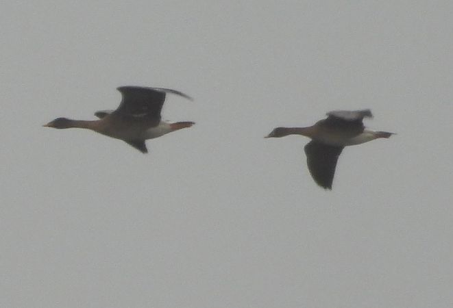 Waldsaatgans  - Wojciech Łapiński