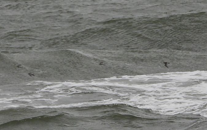 Purple Sandpiper  - Wojciech Łapiński