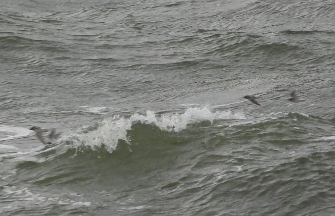 biegus morski  - Wojciech Łapiński