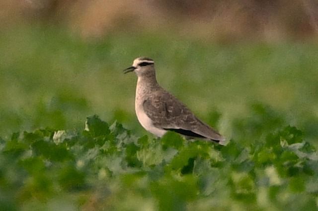 czajka towarzyska  - Agnieszka Biernacka