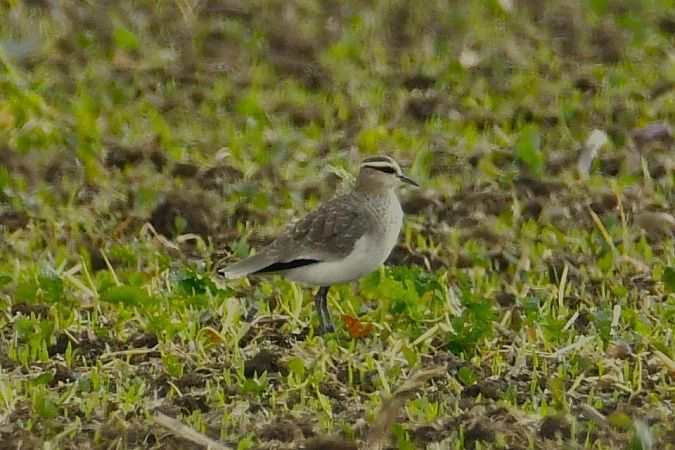 czajka towarzyska  - Agnieszka Biernacka