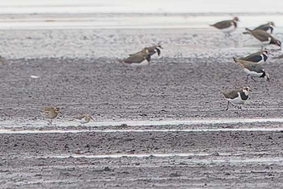 siewka złotawa  - Tomasz Uchimiak