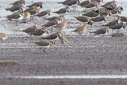 Pluvier fauve  - Tomasz Uchimiak