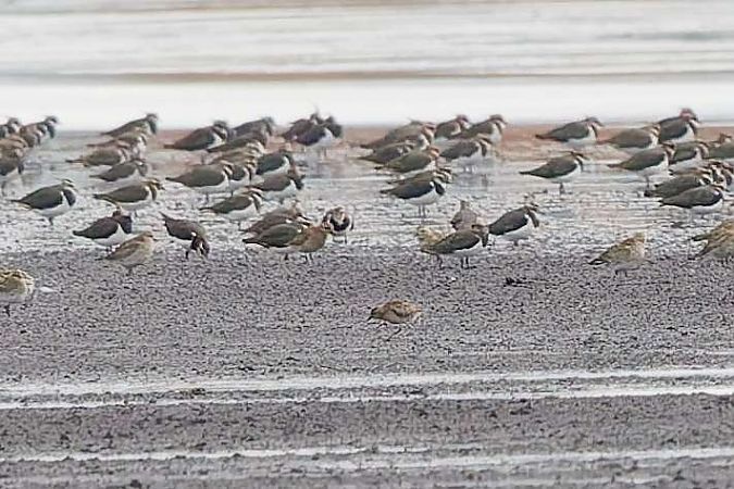 siewka złotawa  - Tomasz Uchimiak