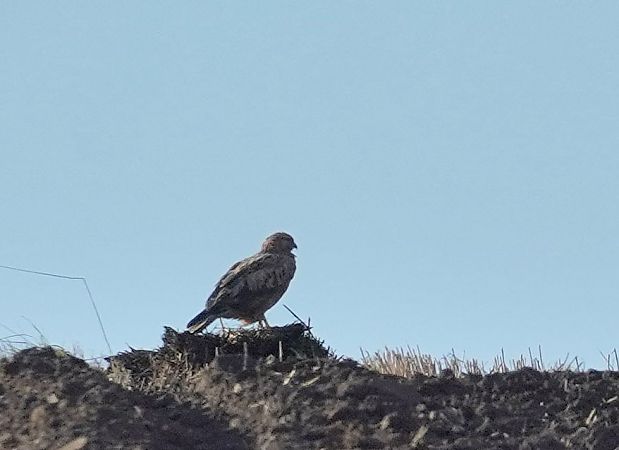 kurhannik  - Andrzej Chwierut