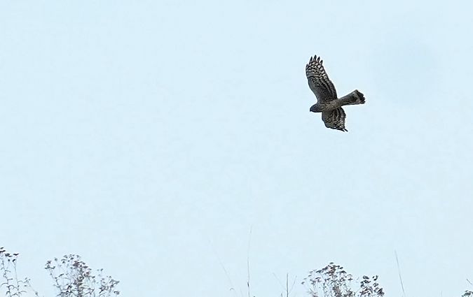 błotniak zbożowy  - Andrzej Chwierut