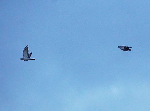 siniak  - Andrzej Chwierut