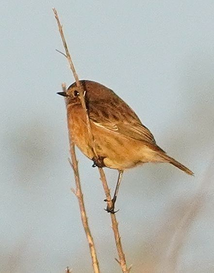 European Stonechat  - Andrzej Chwierut