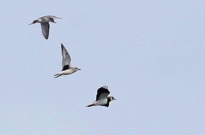 siewnica  - Andrzej Chwierut