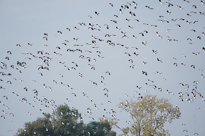 Kiebitz  - Andrzej Chwierut